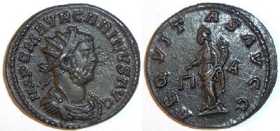 Carinus1.JPG