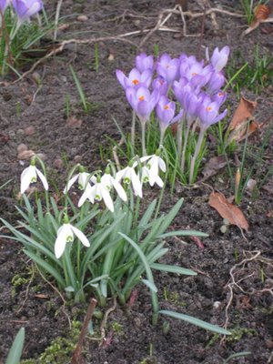 Frühling im Garten (10).JPG