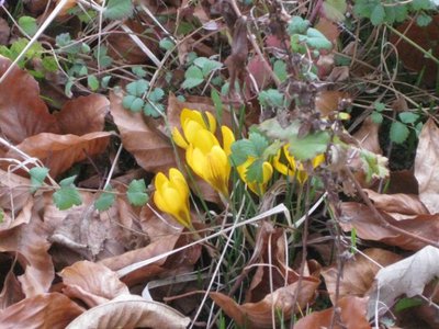 Frühling im Garten (9).JPG