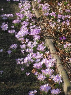 Frühling im Garten (8).JPG
