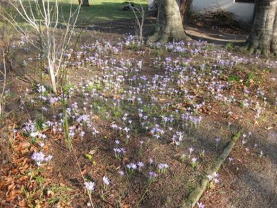 Frühling im Garten (1).JPG