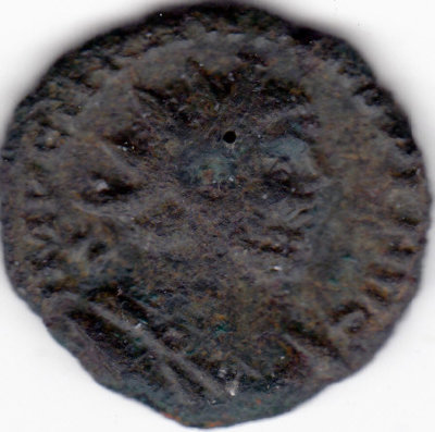 Carausius1.jpg